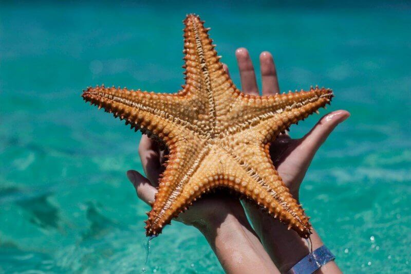 Морские звёзды на острове Саона