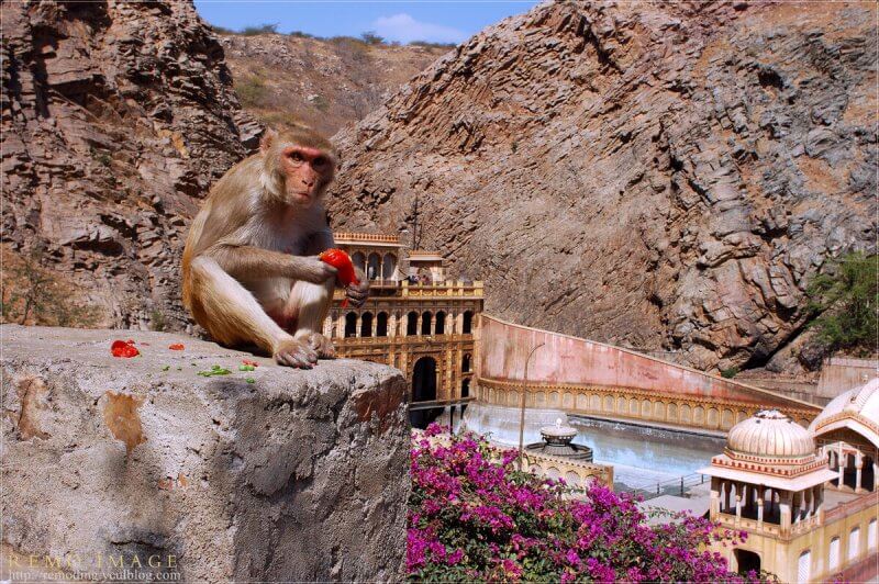 Обезьяна в храме обезьян