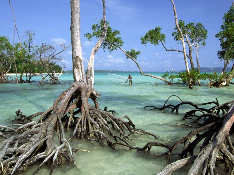 Уникальные деревья на Андаманских островах
