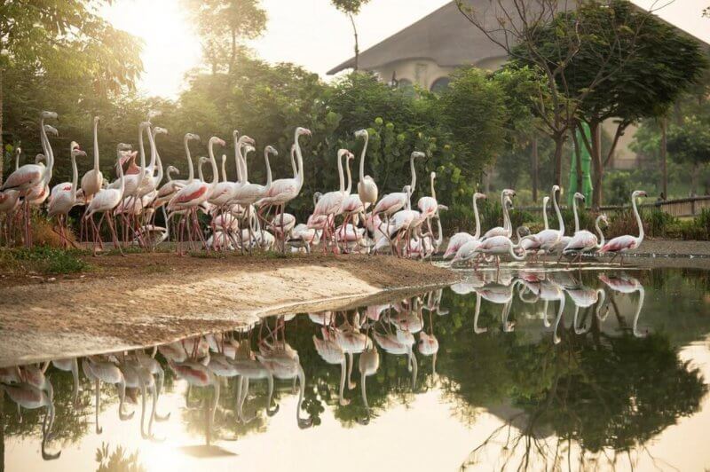 Фламинго у озера