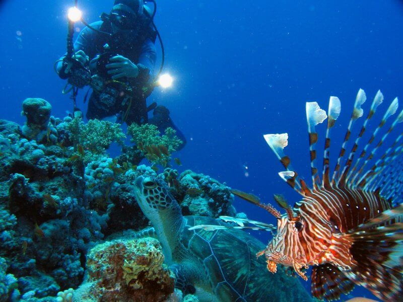 Подводный мир Маврикия