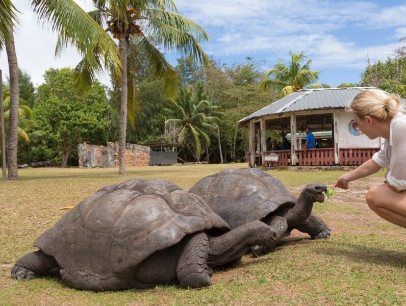 Гигантские черепахи в ботсаду