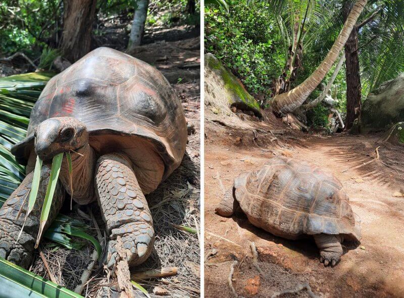 Гигантские черепахи на острове Муаен