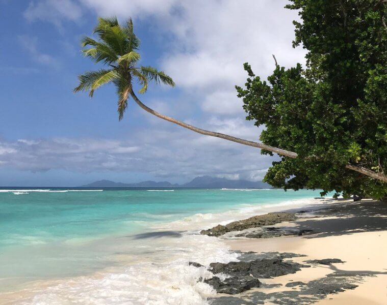 Пальма на пляже острова