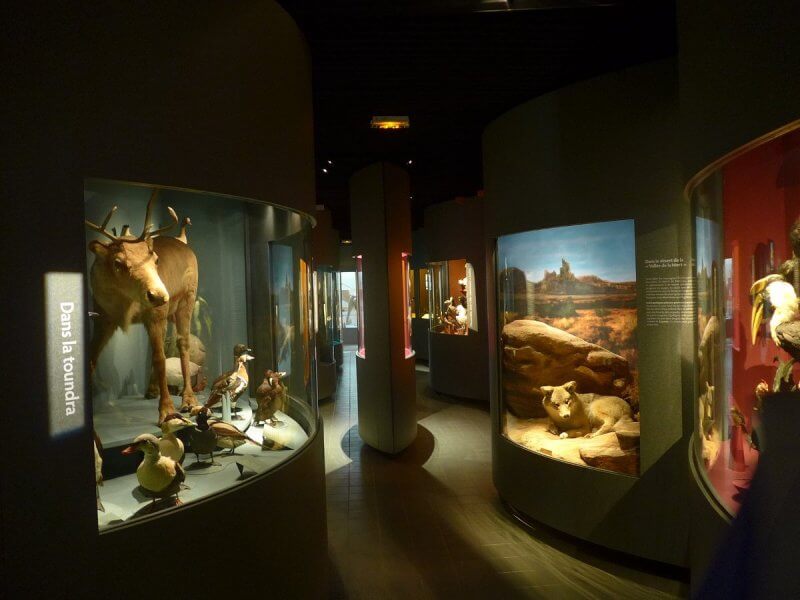 Музей Естественной истории