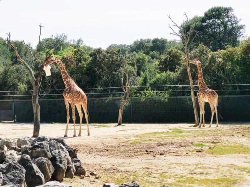 Жирафы в зоопарке Монпелье