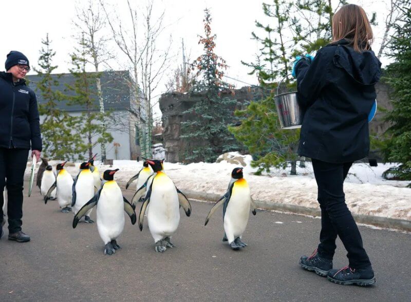 Пингвины в зоопарке Калгари