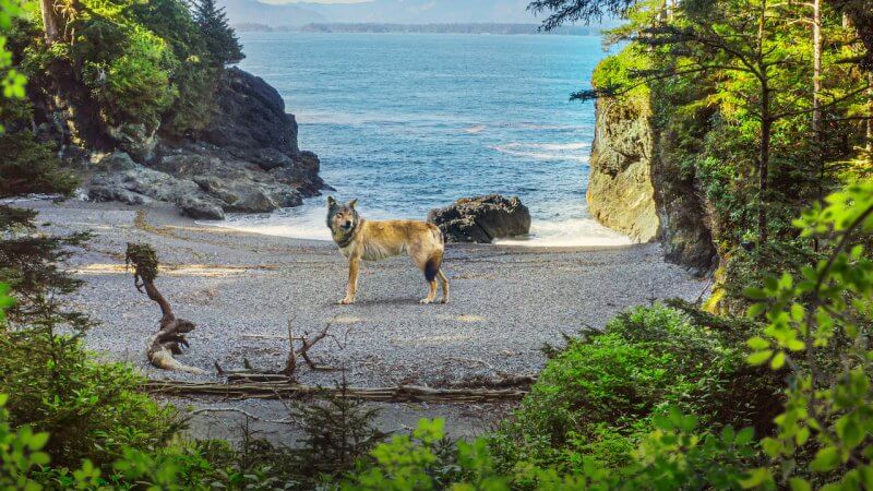 Фото: волк на острове Ванкувер
