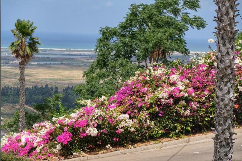  Фото: Litner garden, Зихрон Яаков